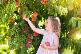 Planning a Backyard Orchard You Can Harvest Year-Round
