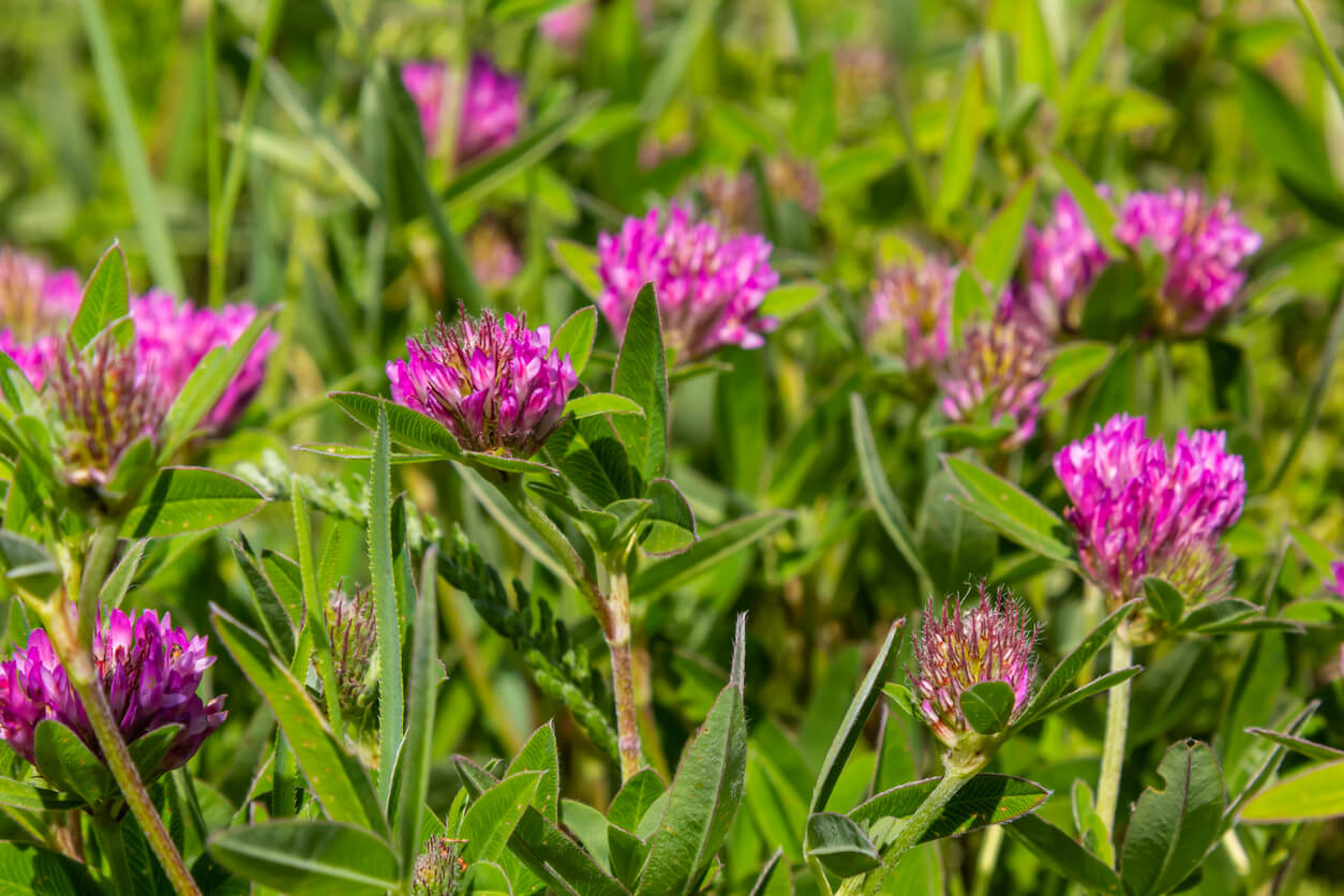 Trifolium pratense. Thickets of a blossoming clover. Red clover plants in sunshine. Honey bee at red clover flower. Flowering field with red clover and green grass