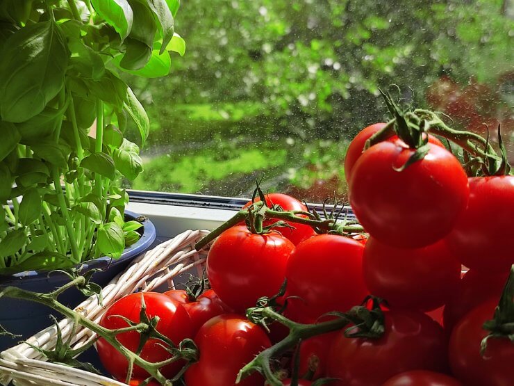 Green Basil plants pot and basket with tomatoes on windows