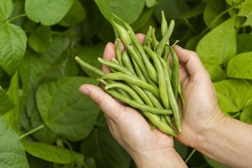 What is the Best Way to Preserve Beans to Last the Longest?