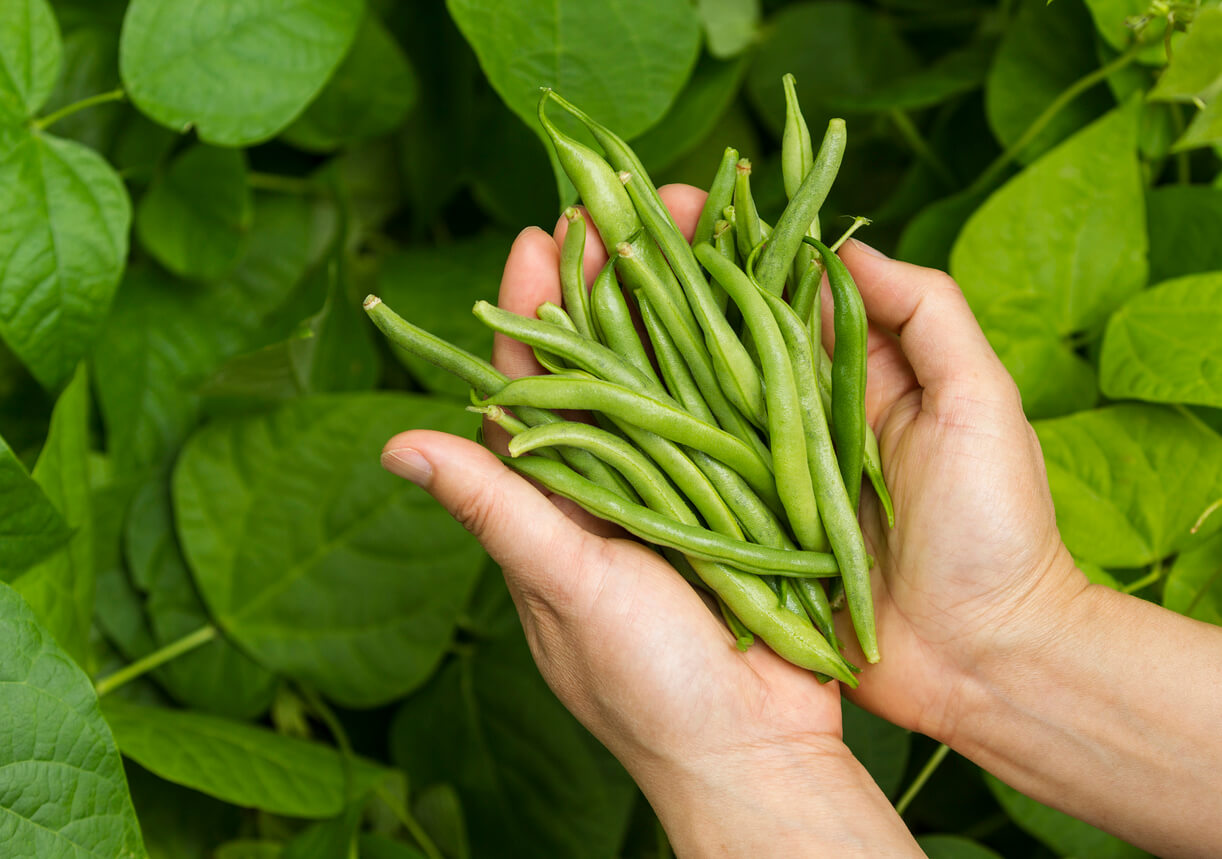 Hands filled with Fresh Green Beans from the Garden