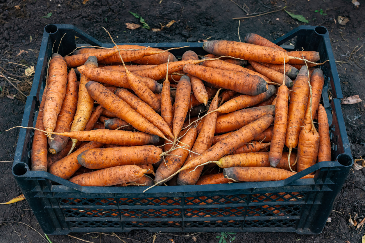 natural unwashed carrots lie in a black box in the garden