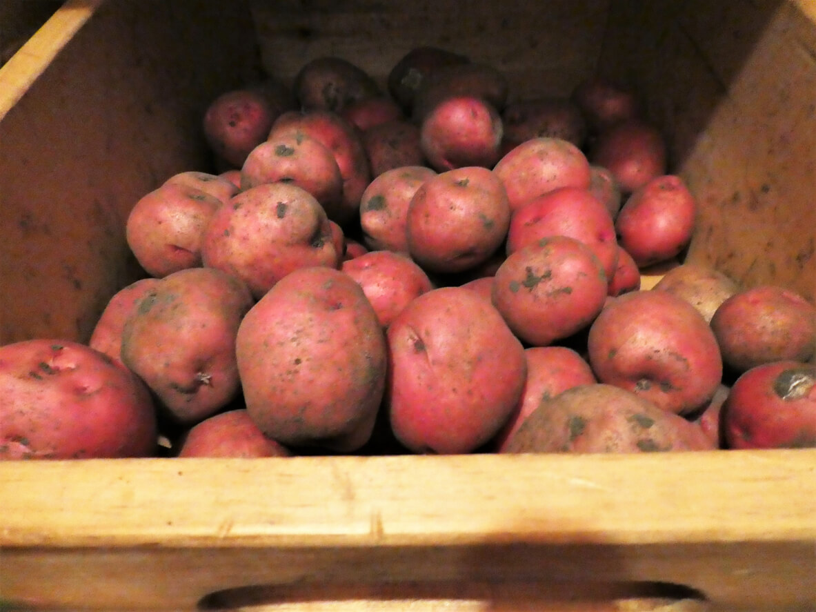 Newly Harvested Organic Red Garden Potatoes