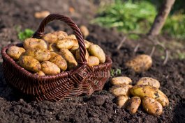 How to Store Potatoes, Carrots & More for Winter