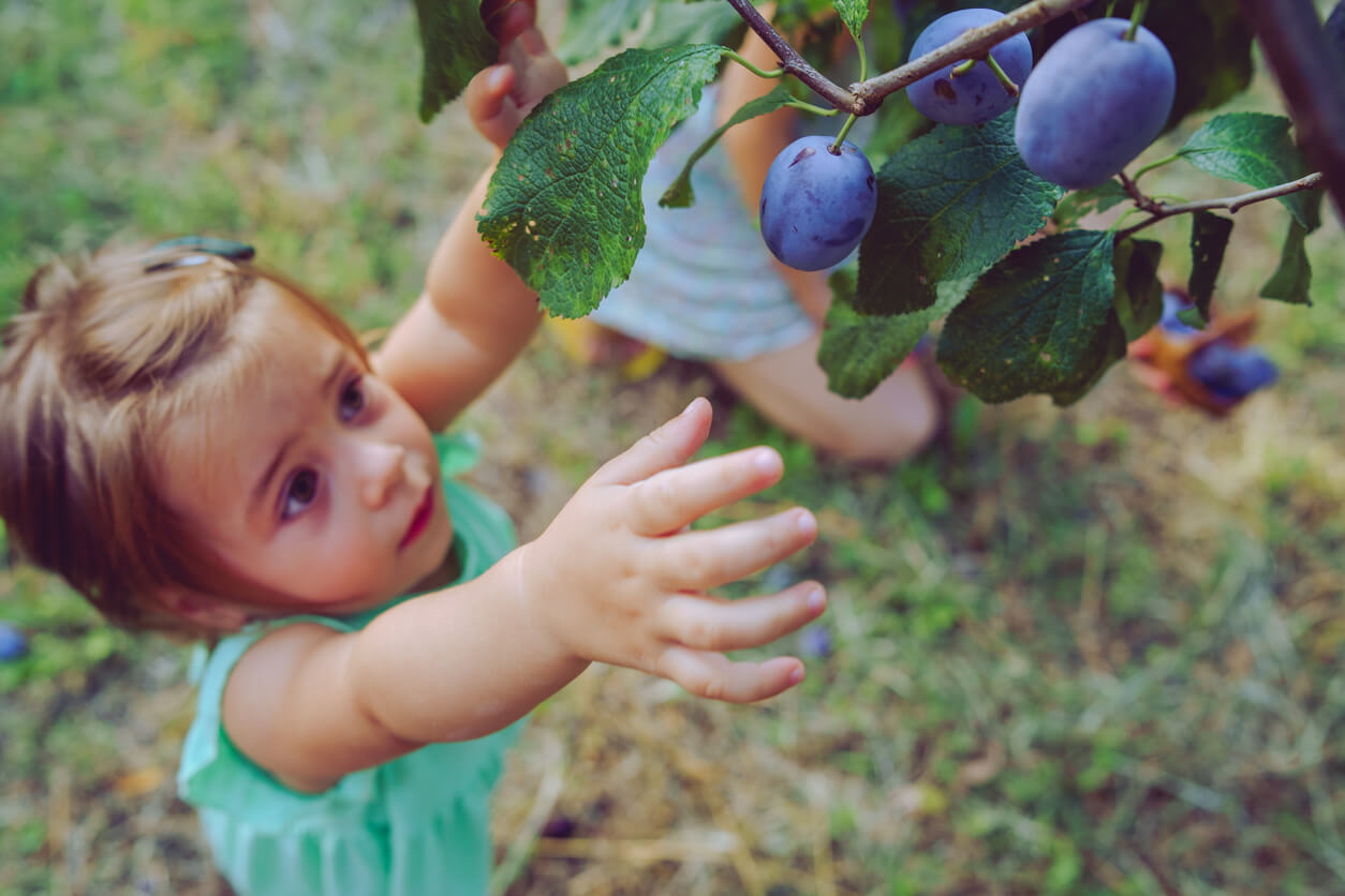 Small little blonde girl picking ripe organic plum by the tree in the orchard fruit plums in summer autumn day high angle view