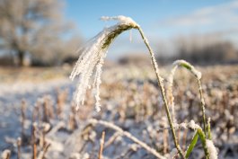 10 Winter & Fall Cover Crops You Can Plant Now
