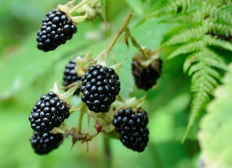 black raspberry vs blackberry