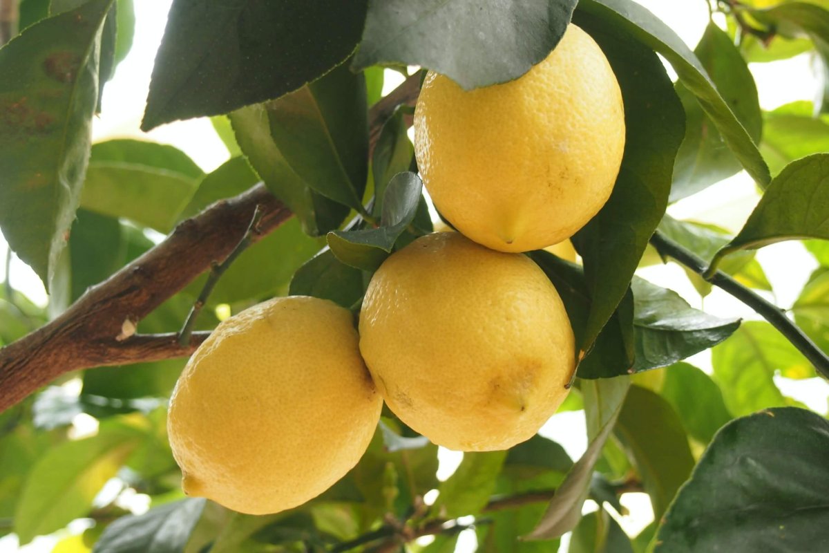 how big do lemon trees get