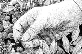 Bush Hogs, Berries, God