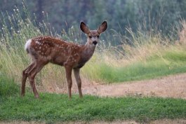 How to Make an Invisible Deer Fence for Garden Protection