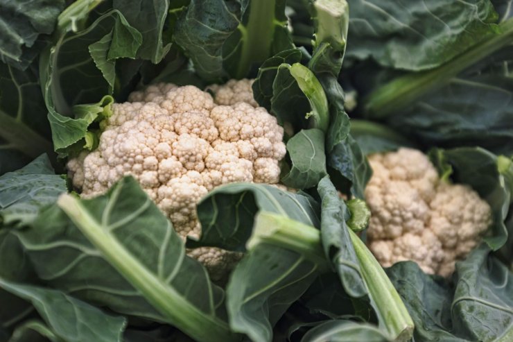 cauliflower growing stages