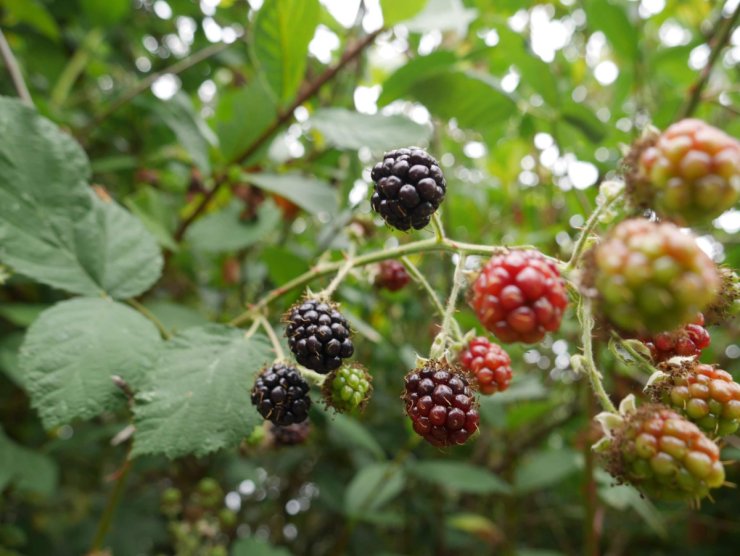 black raspberry vs blackberry