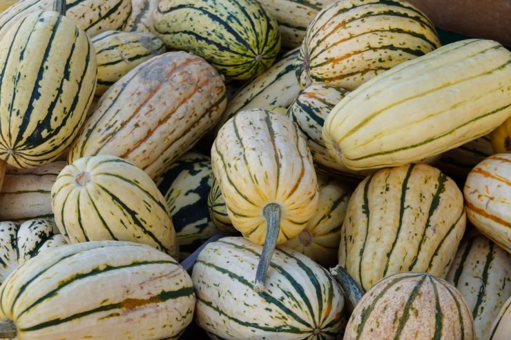 powdery mildew resistant squash