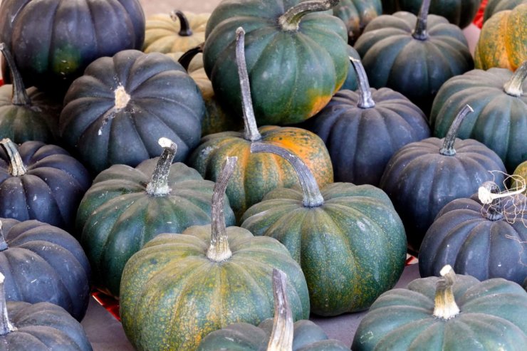 powdery mildew resistant squash