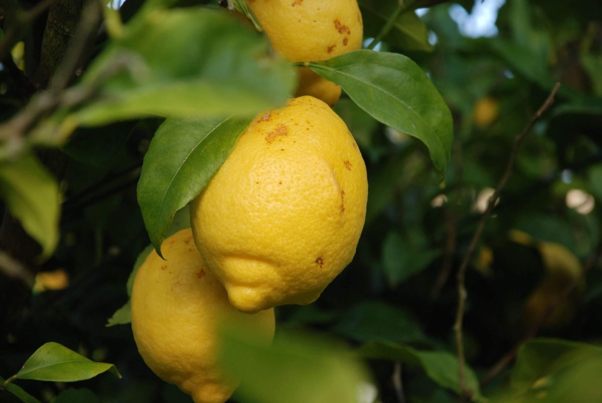 how big do lemon trees get