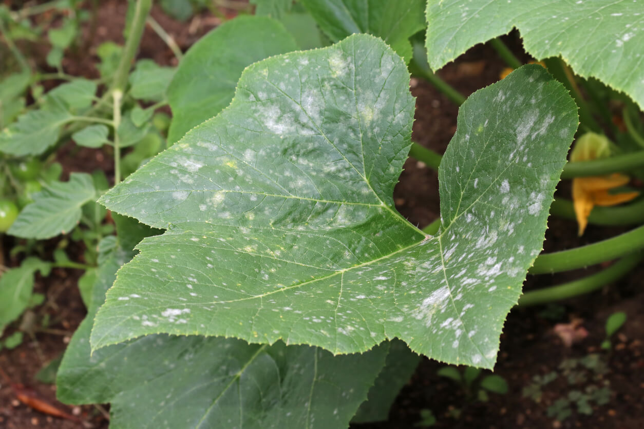 powdery mildew-resistant squash