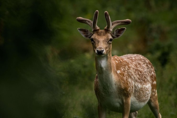 invisible deer fence