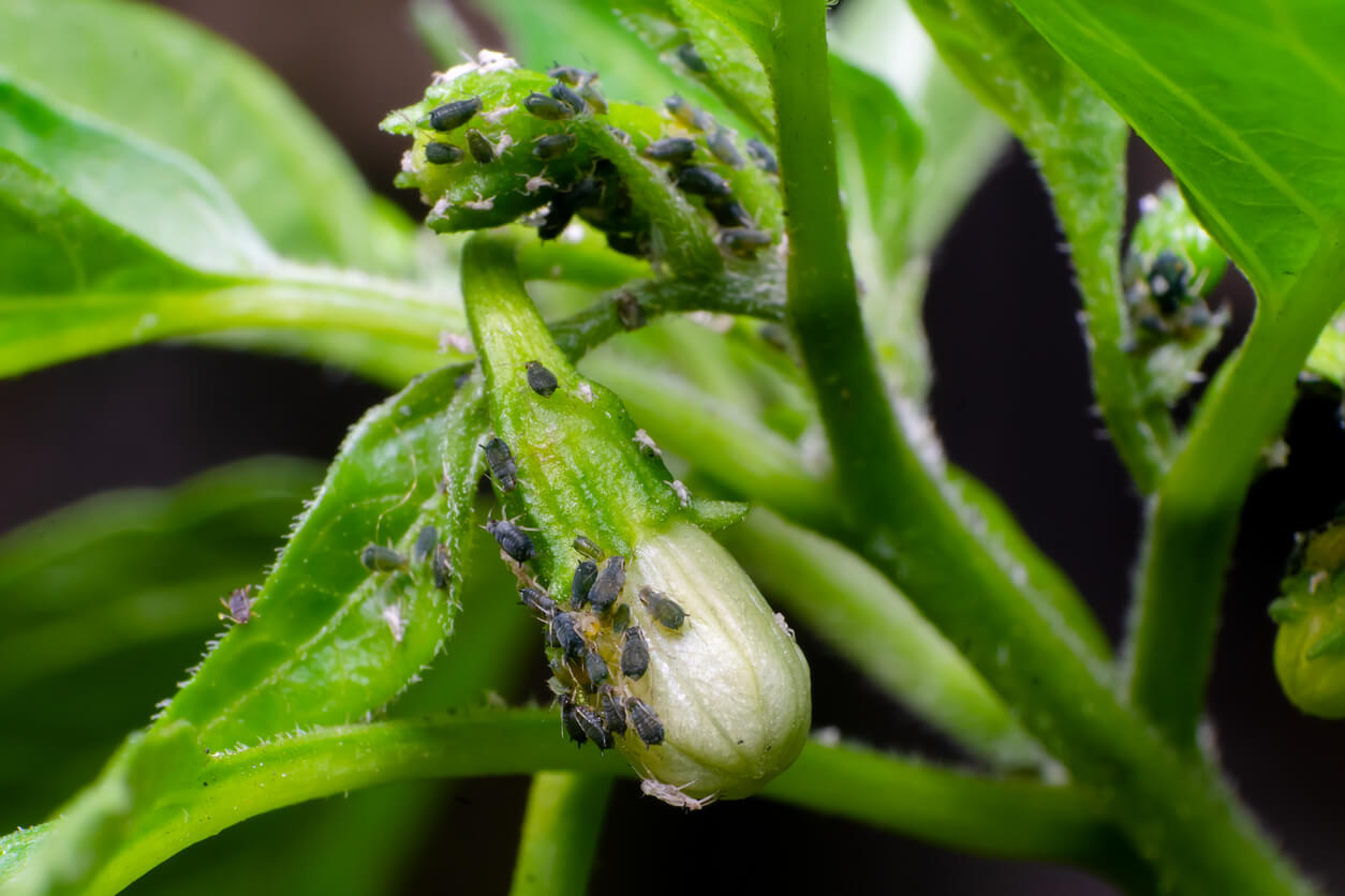 Aphids on a chile plant