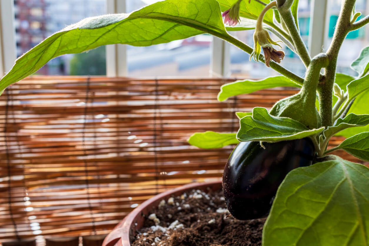 aubergine plant potted grown in the balcony