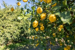 Sun and Soil Requirements for Growing Lemons