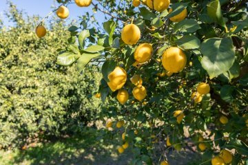 Bunch of fresh ripe lemons on a lemon tree branch