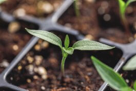 Growing Hot Peppers From Seeds or Seedlings