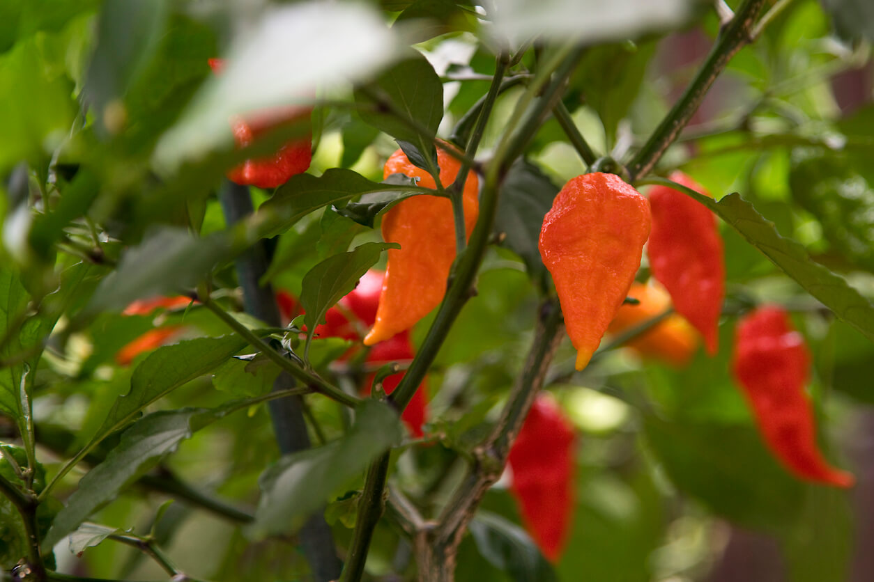 Ghost peppers growning on the vine
