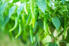Sun and Soil Requirements for Growing Hot Peppers