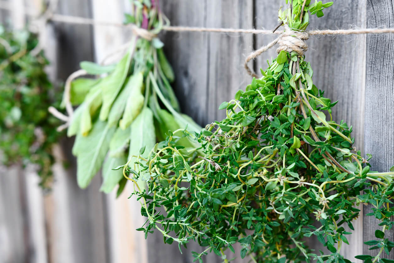 Hanging Bunches of Drying Herbs