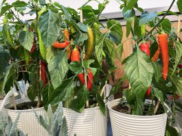 Growing Hot Peppers in Containers