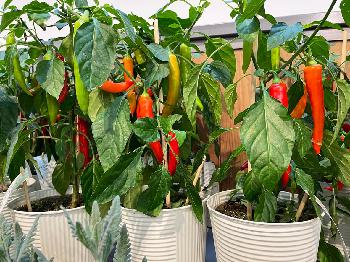 Hot chile peppers growing in pots