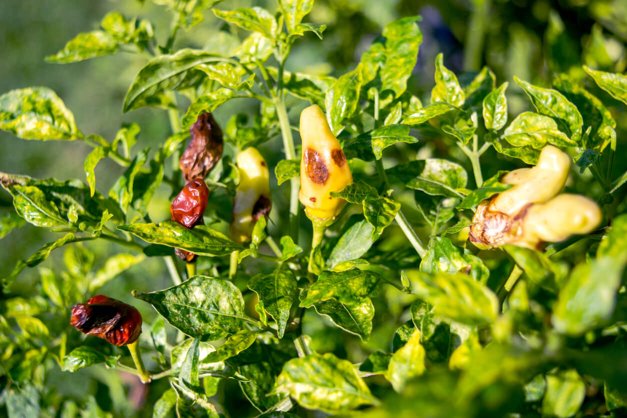 Hot pepper plant infected by fungal disease 