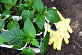 Essential Tools and Equipment for Growing and Enjoying Hot Peppers