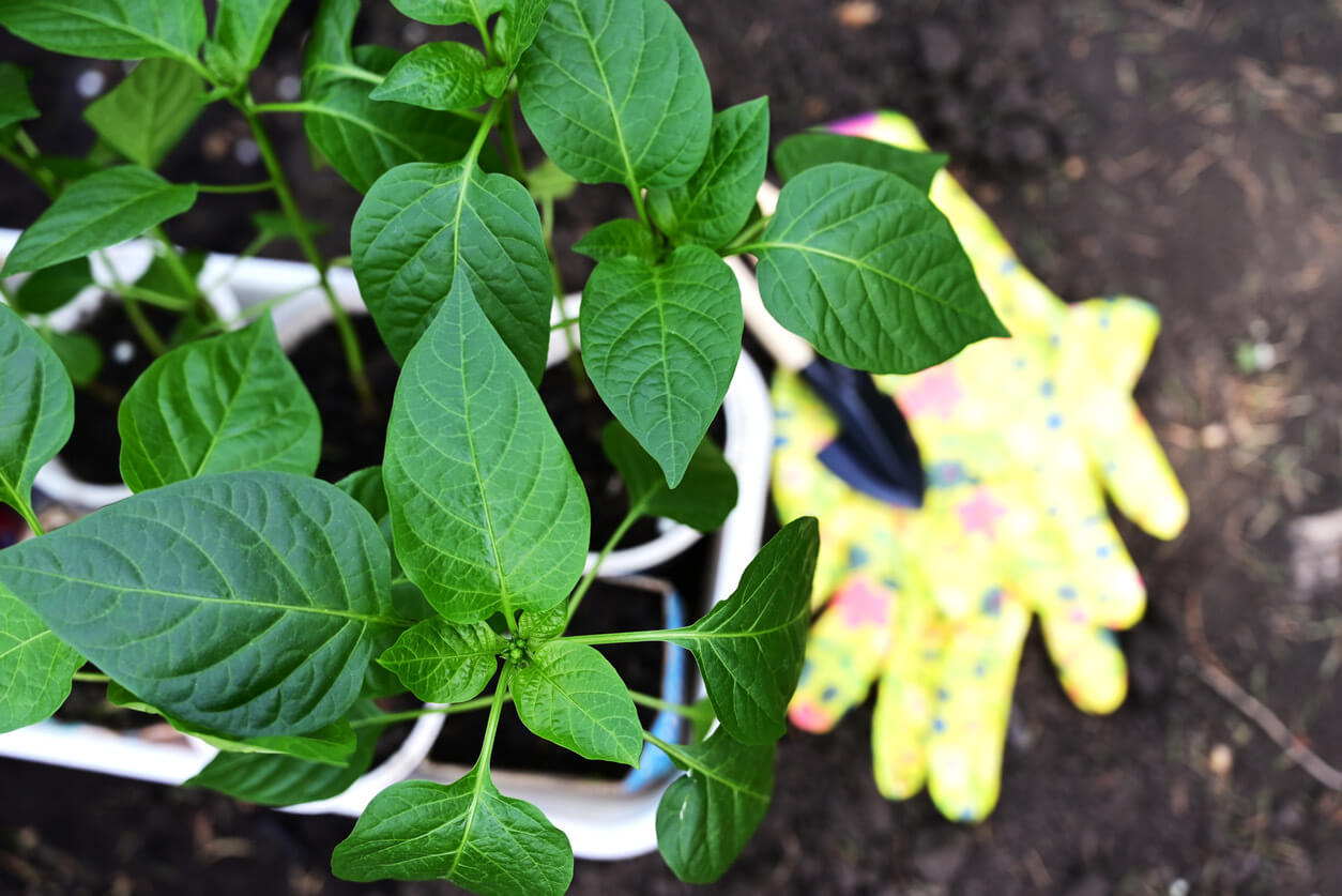 Hot pepper seedlings with essential gardening tools