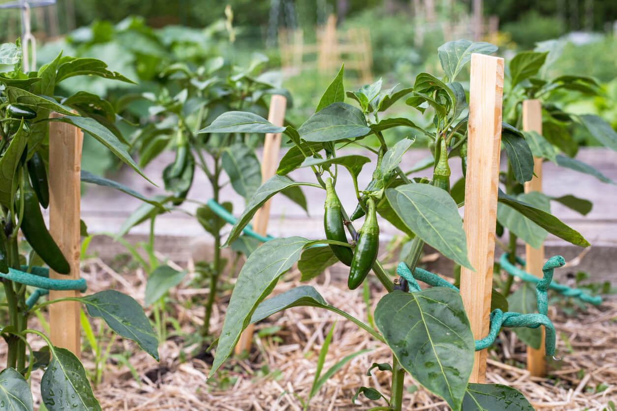 Hot peppers growing in a raised garden bed