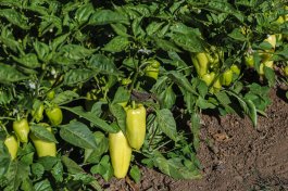 Planting Hot Peppers in the Ground or in Raised Beds
