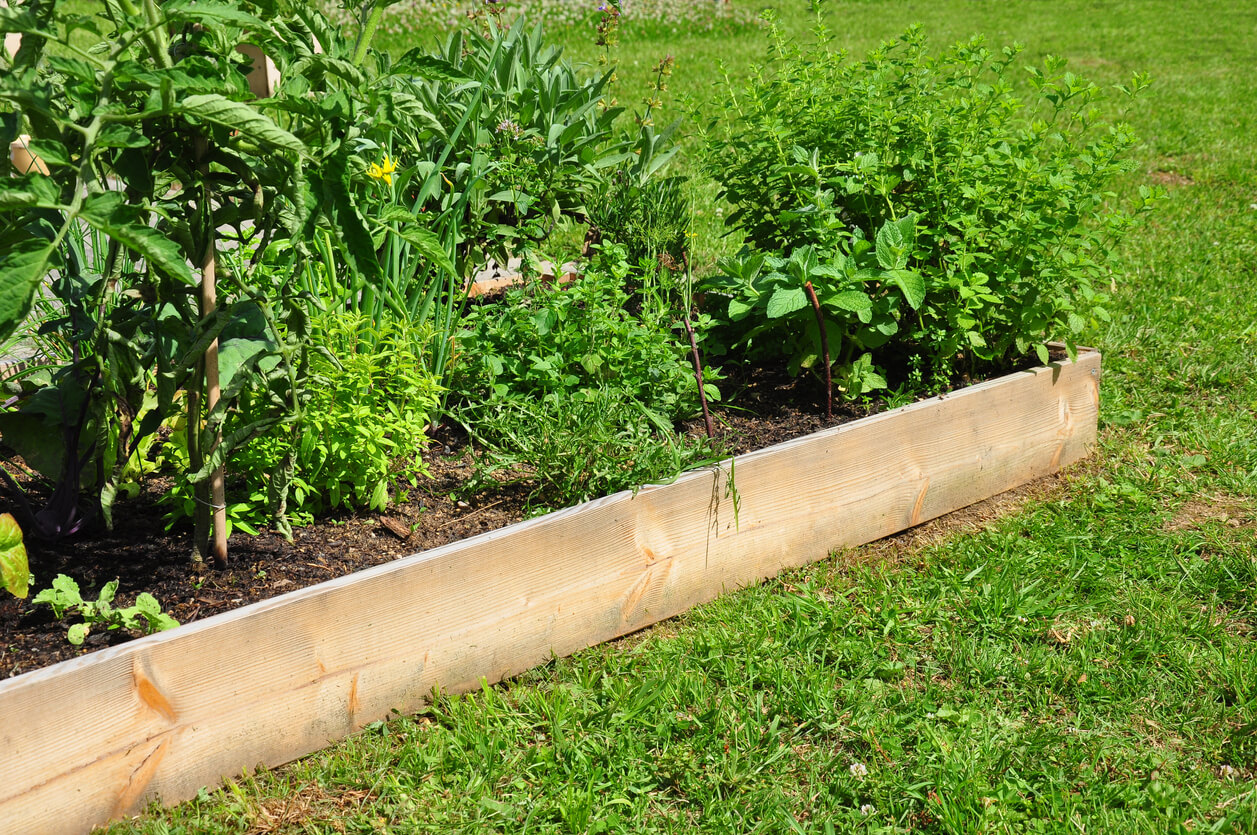 Raised bed with herbs