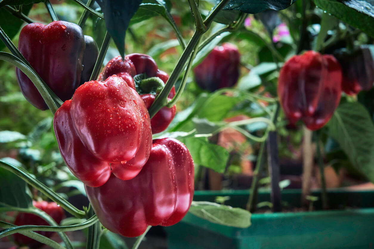 Red and green bell peppers growing in a greenhouse at home