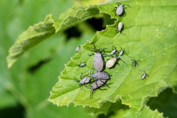 How to Prevent Squash Bugs from Overwintering