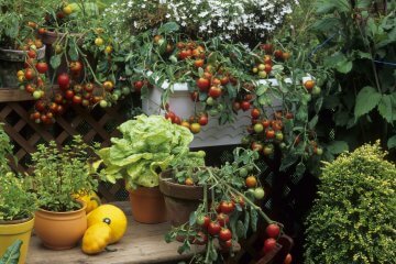 9 Advantages of Container Gardening Indoors and 5 Ways to Do It