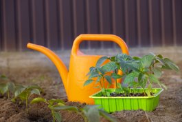 Watering, Weeding, and Fertilizing your Hot Pepper Plants