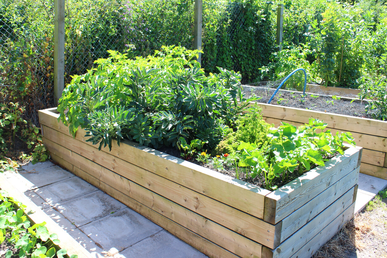 vegetable garden with wooden raised beds, timber