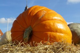 How to Grow Bigger Pumpkins