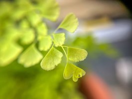Sun and Soil Requirements for Growing Cilantro