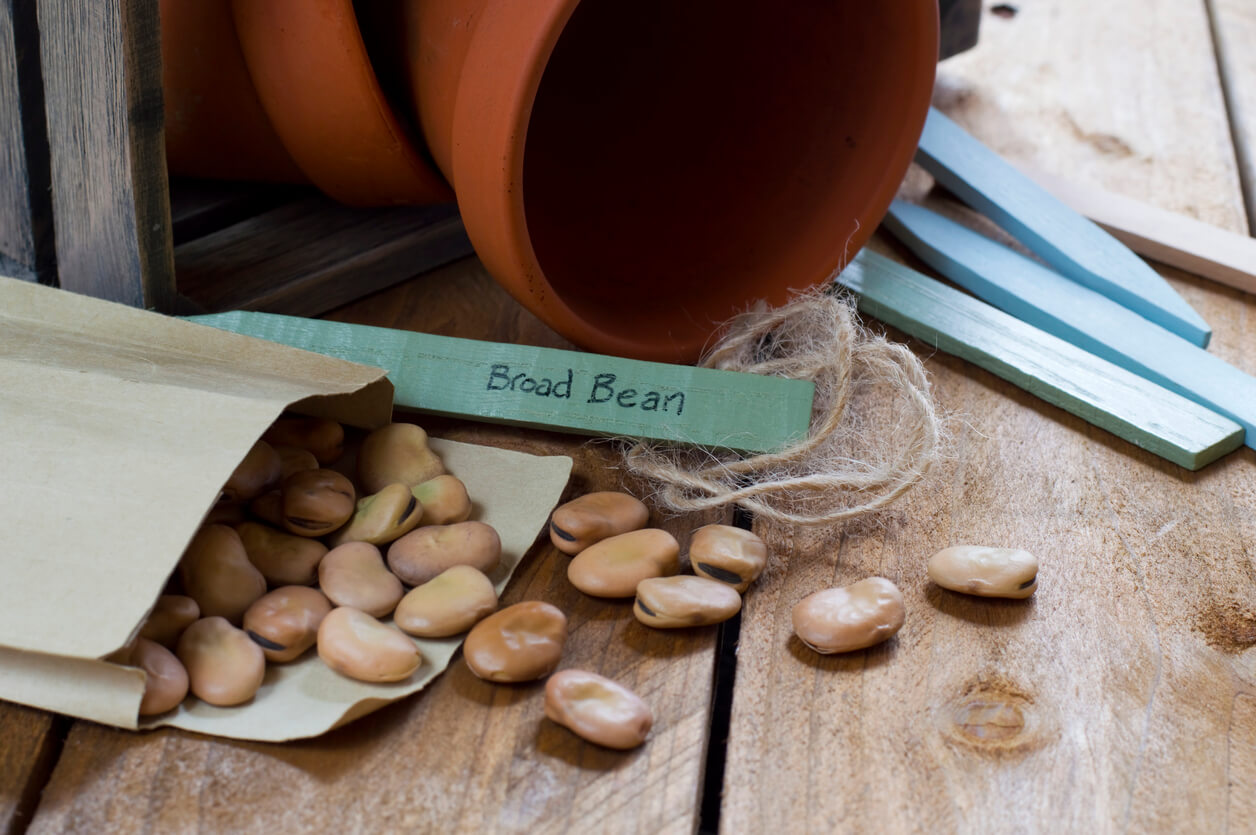 Gardening - Broad Bean Seeds