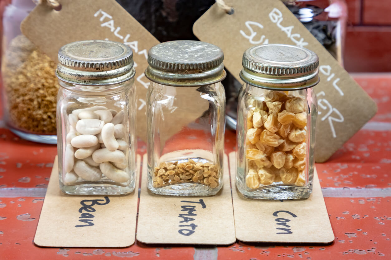 Heirloom Seeds being Preserved in Glass Jars