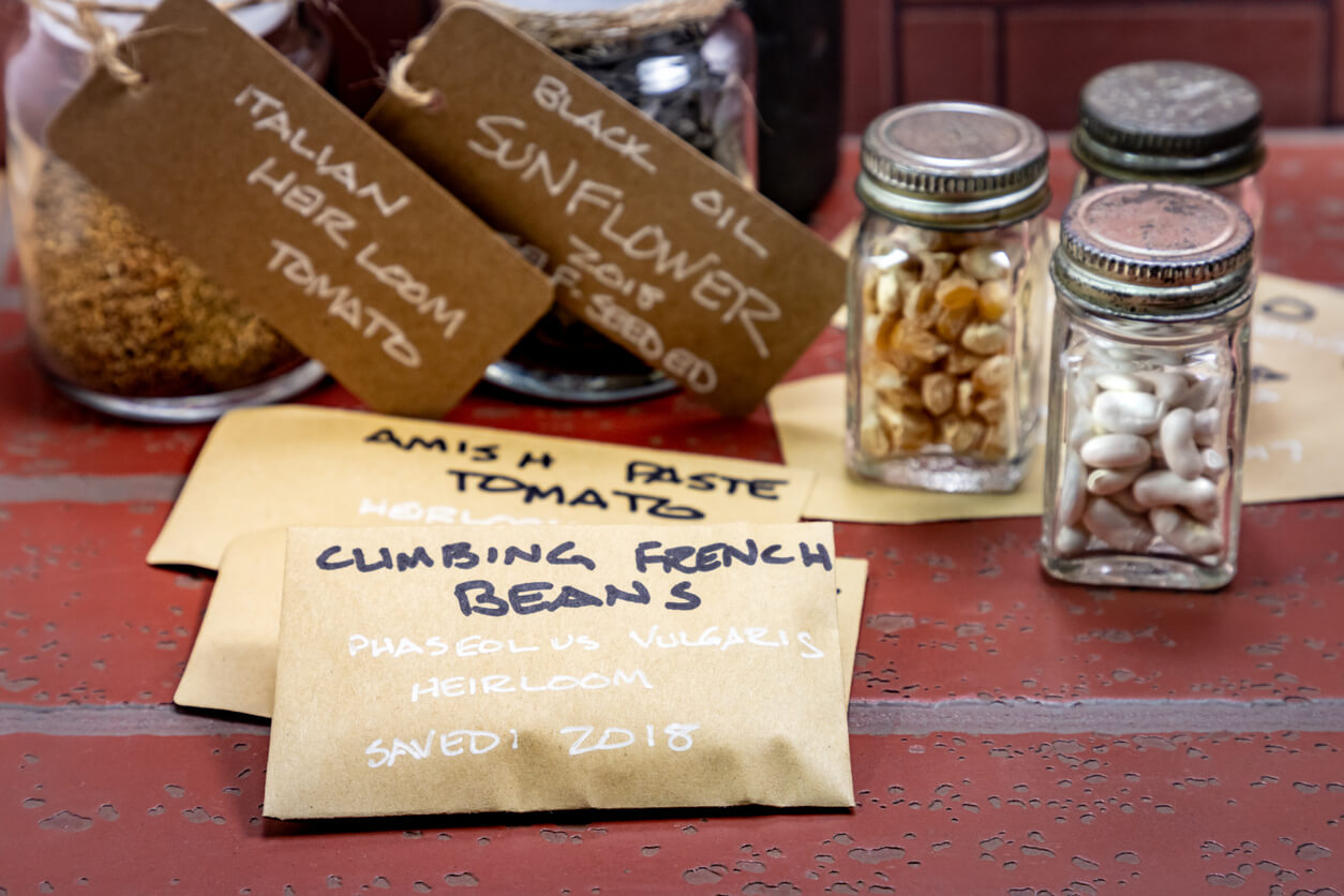 Heirloom Seeds being Preserved in Glass Jars