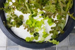 How to Build a Simple Hydroponic System