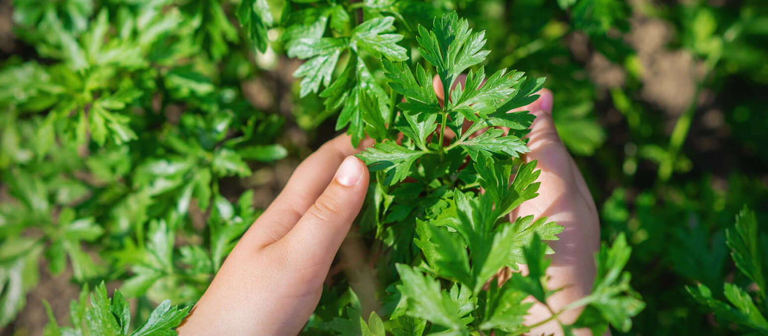 Parsley leaves in hands of child