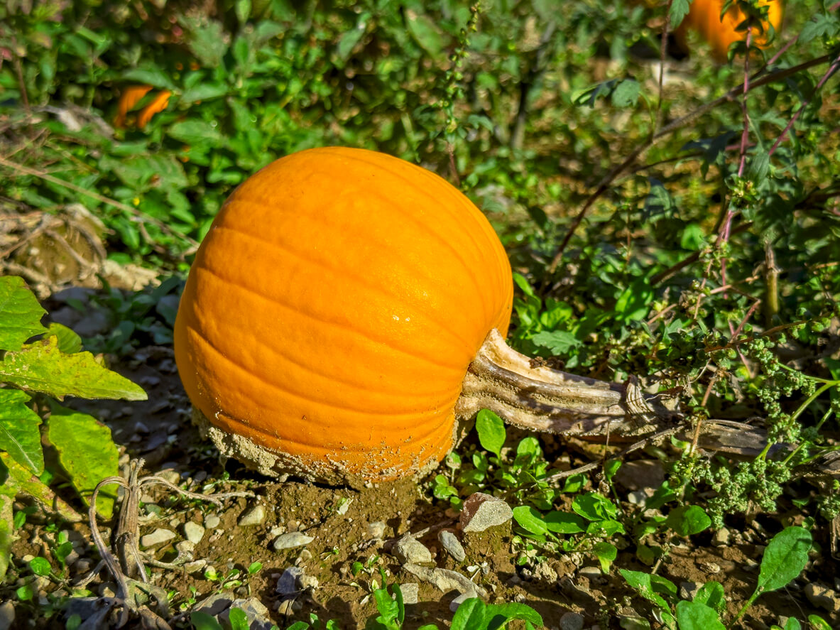 Pumpkin growing in the sun